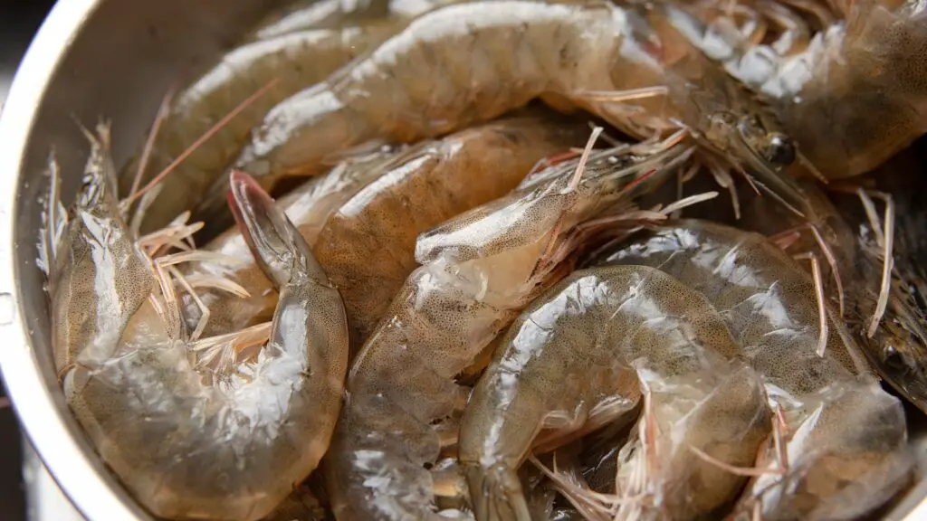 How to freeze fresh schrimp