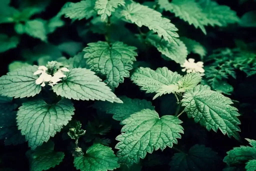 how to freeze nettles