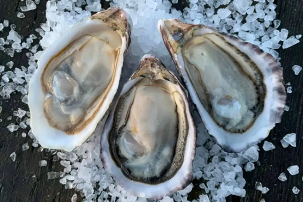 how to freeze oysters