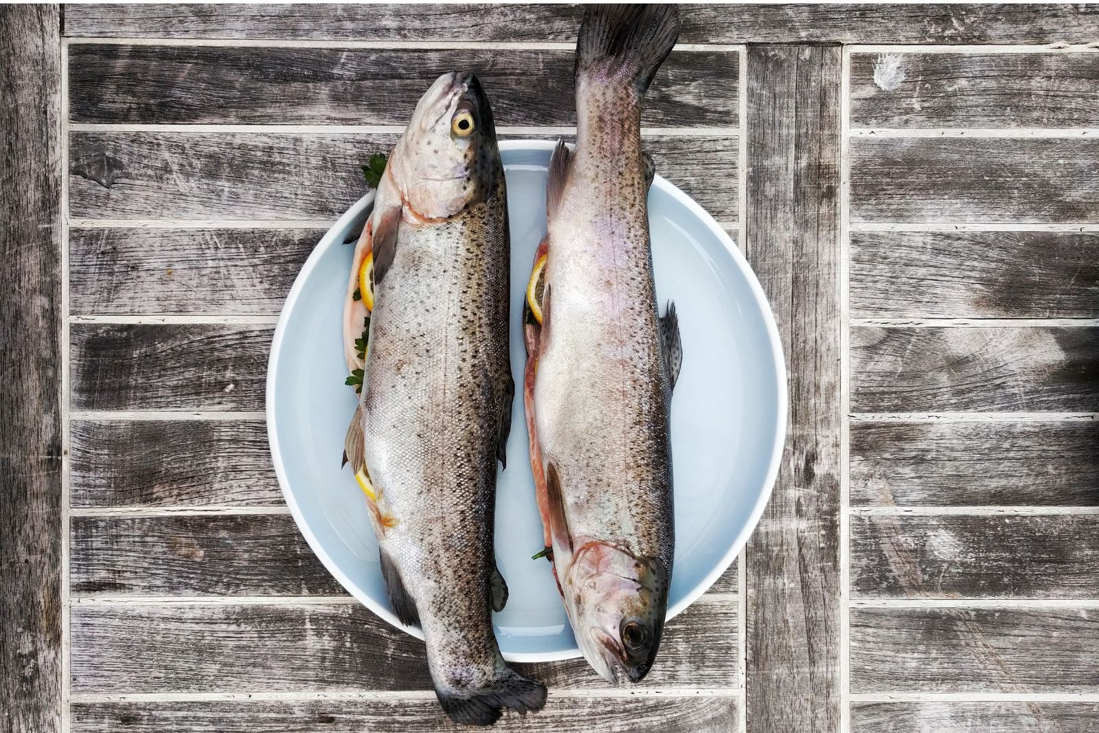 how to freeze trout