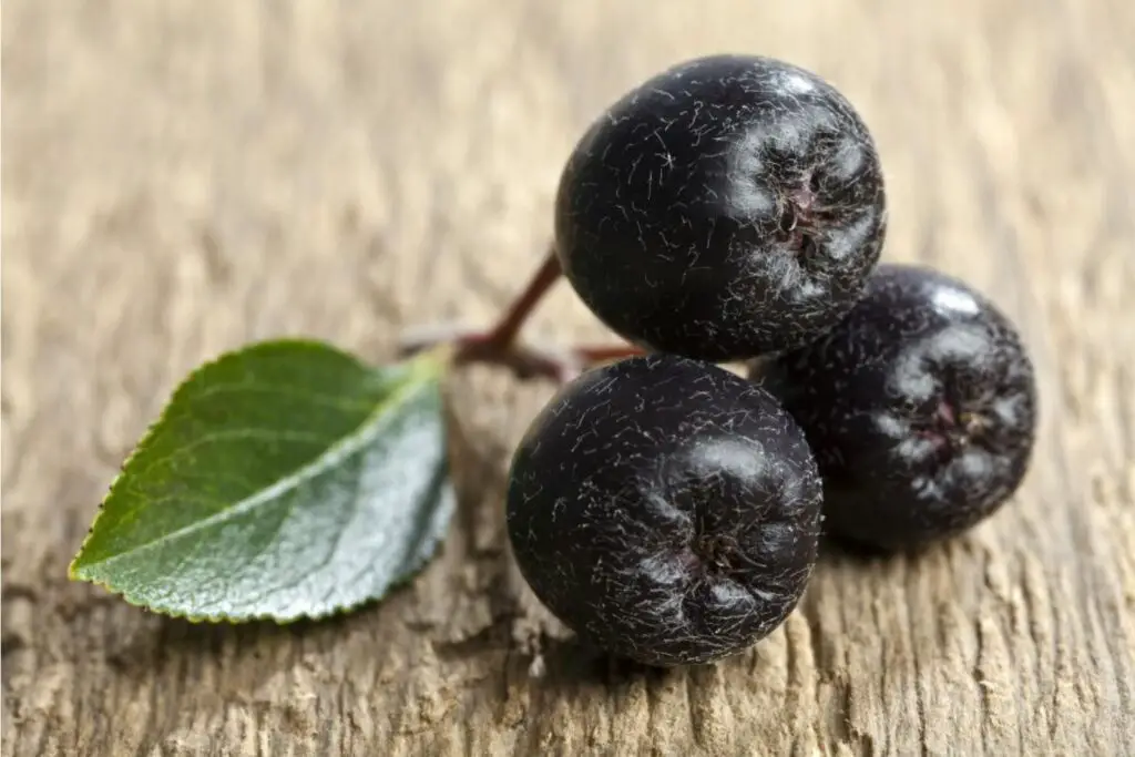 how to freeze aronia berries