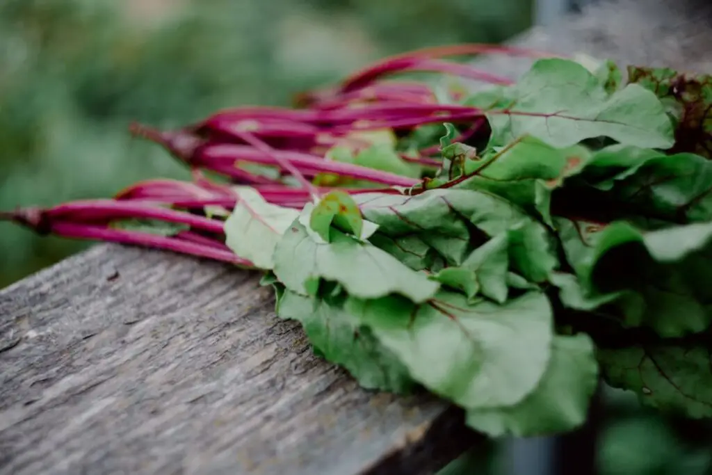 how to freeze beet greens