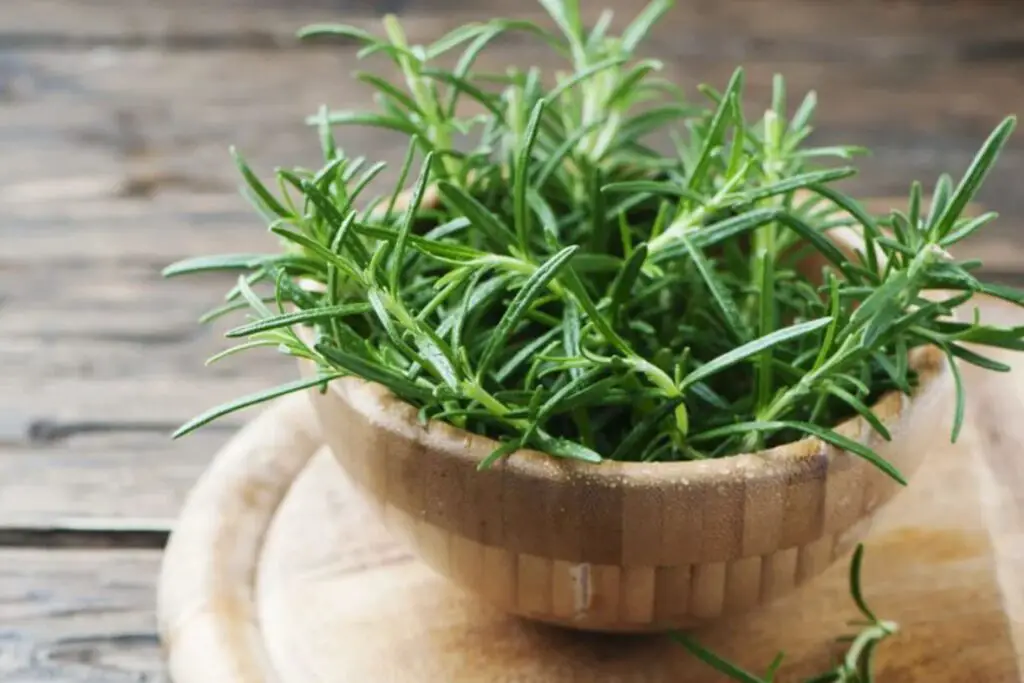 how to freeze rosemary