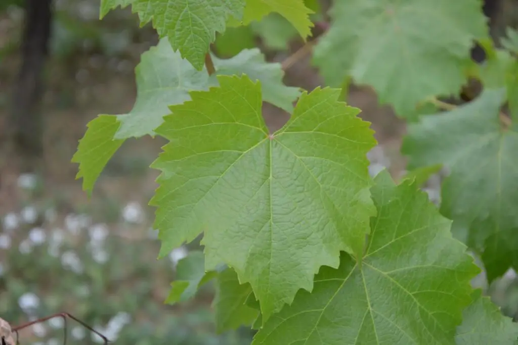 how to freeze vine leaves