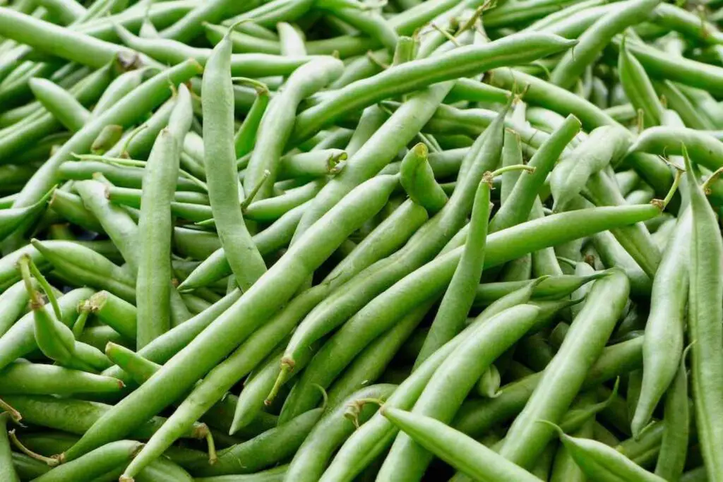 how to freeze blue lake green beans