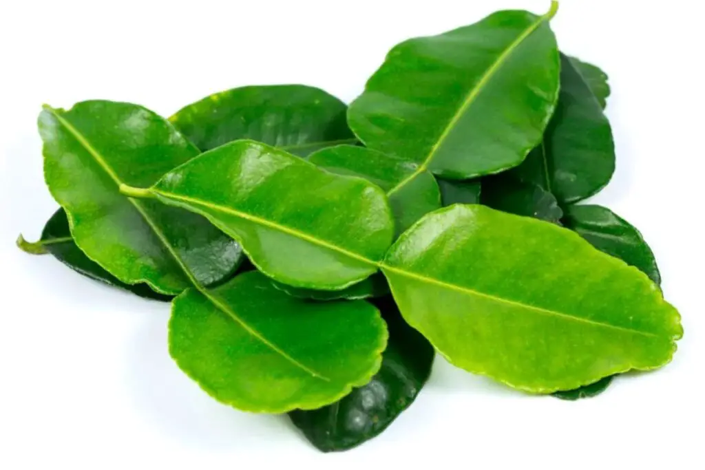 how to freeze kaffir lime leaves