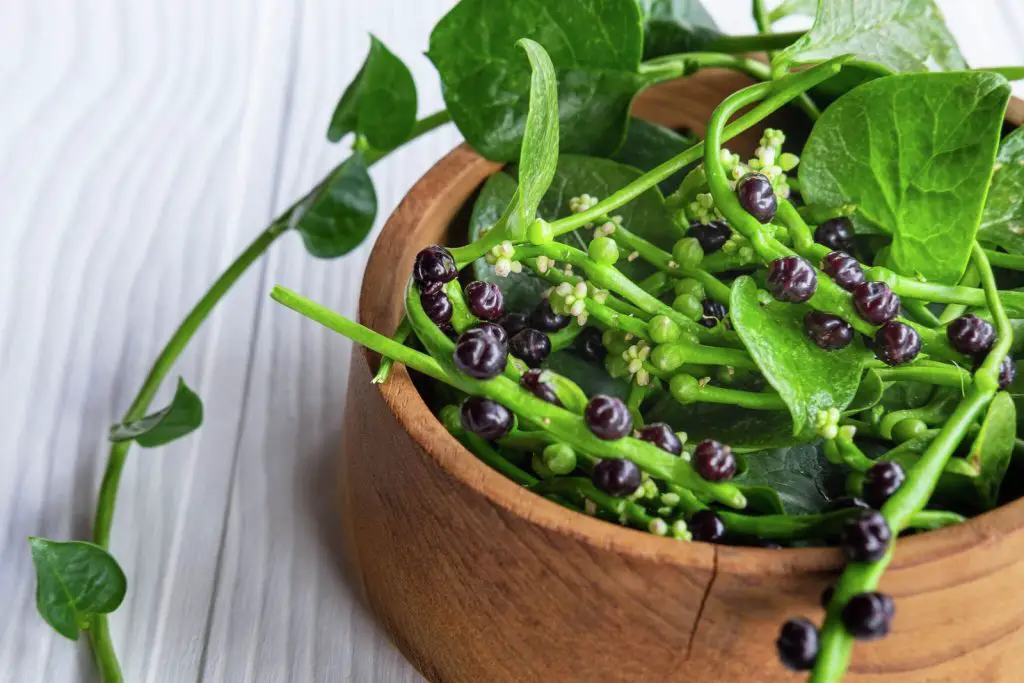 how to freeze malabar spinach