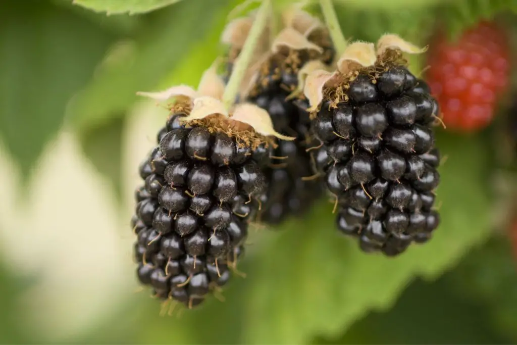 how to freeze marionberries