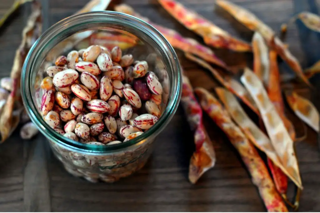 how to freeze october beans