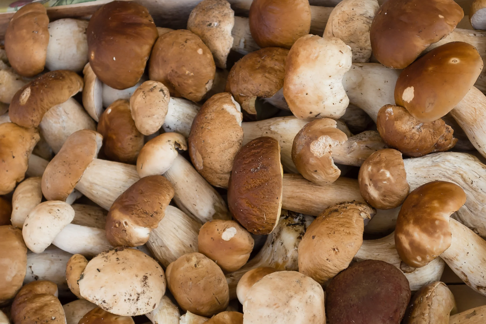 how to freeze porcini mushrooms