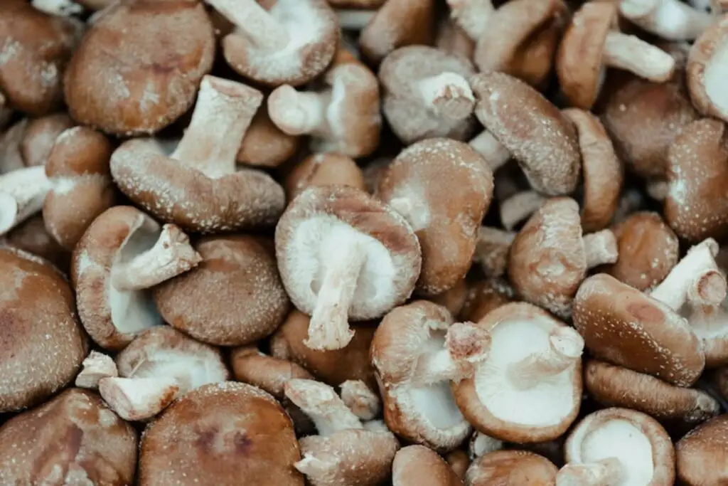 how to freeze shitake mushrooms