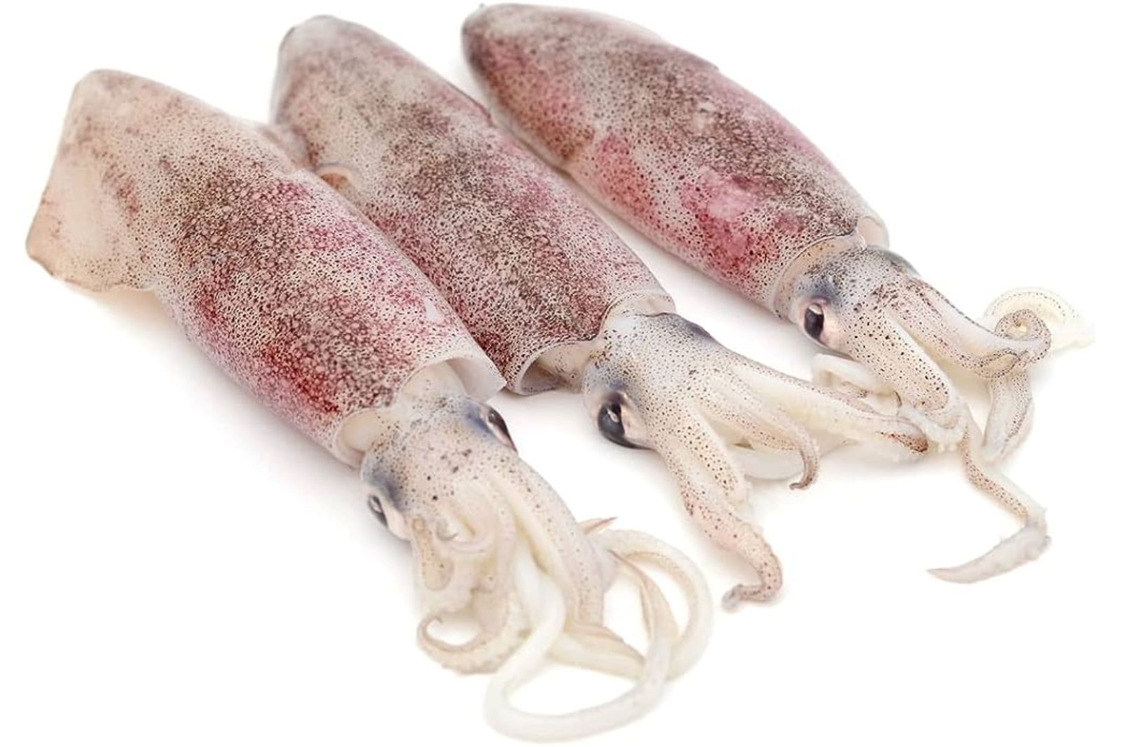 how to freeze squid