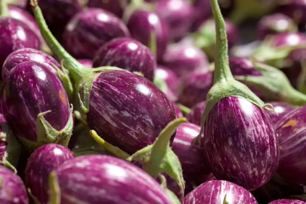 how to freeze thai eggplant