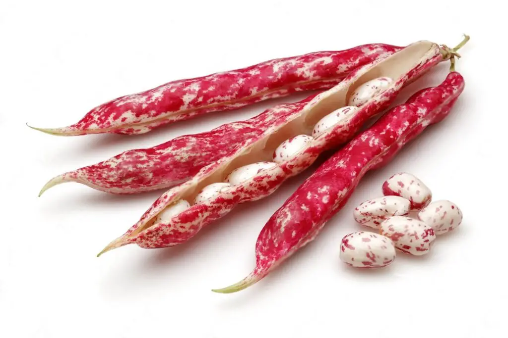how to freeze cranberry beans
