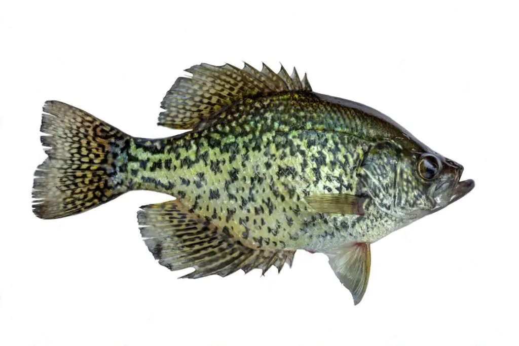 how to freeze crappie fish